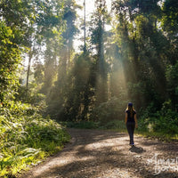 4D3N Danum Valley Wildlife Adventure with INFAPRO Reforestation Stay