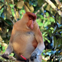 3D2N Danum Valley Field Centre