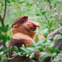 5D4N Danum Valley Field Centre – Nature Lover Experience (Budget)