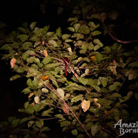 3D2N Borneo Rainforest Lodge Wellness Retreat