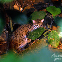 4D3N Danum Valley Wildlife Adventure with INFAPRO Reforestation Stay