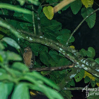 3D2N Danum Valley Field Centre