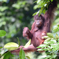 4D3N Borneo Rainforest Lodge & Blue Rings Reef – Danum Valley Discovery