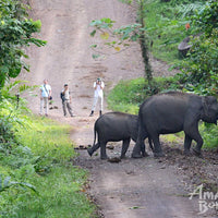 4D3N Blue Rings Reef & Borneo Rainforest Lodge – Danum Valley Discovery
