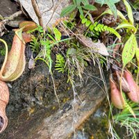 5D4N Borneo Rainforest Lodge & Blue Rings Reef – Danum Valley Immersion