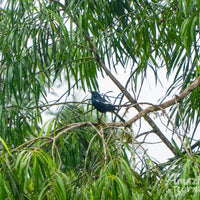 5D4N Danum Valley Birdwatching with INFAPRO Conservation Stay