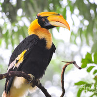 5D4N Danum Valley Birdwatching with INFAPRO Conservation Stay
