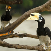 5D4N Wings & Wonder: Bird Watching Tour at Danum Valley Field Centre