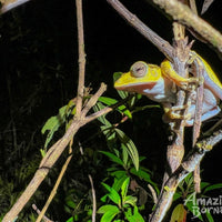 4D3N Danum Valley Field Centre