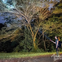5D4N Wings & Wonder: Bird Watching Tour at Danum Valley Field Centre