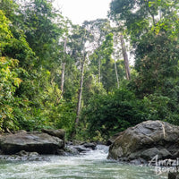 4D3N Danum Valley Wildlife Adventure with INFAPRO Reforestation Stay