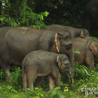 3D2N Danum Valley Expedition with INFAPRO Conservation Stay