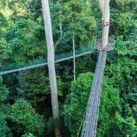 3D2N Borneo Rainforest Lodge - Danum Valley Rainforest Lodge