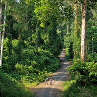 4D3N Borneo Rainforest Lodge - Danum Valley Rainforest Lodge
