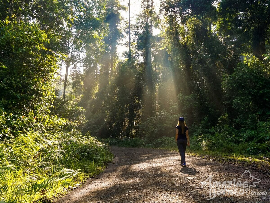 4D3N Danum Valley Wildlife Adventure with INFAPRO Reforestation Stay