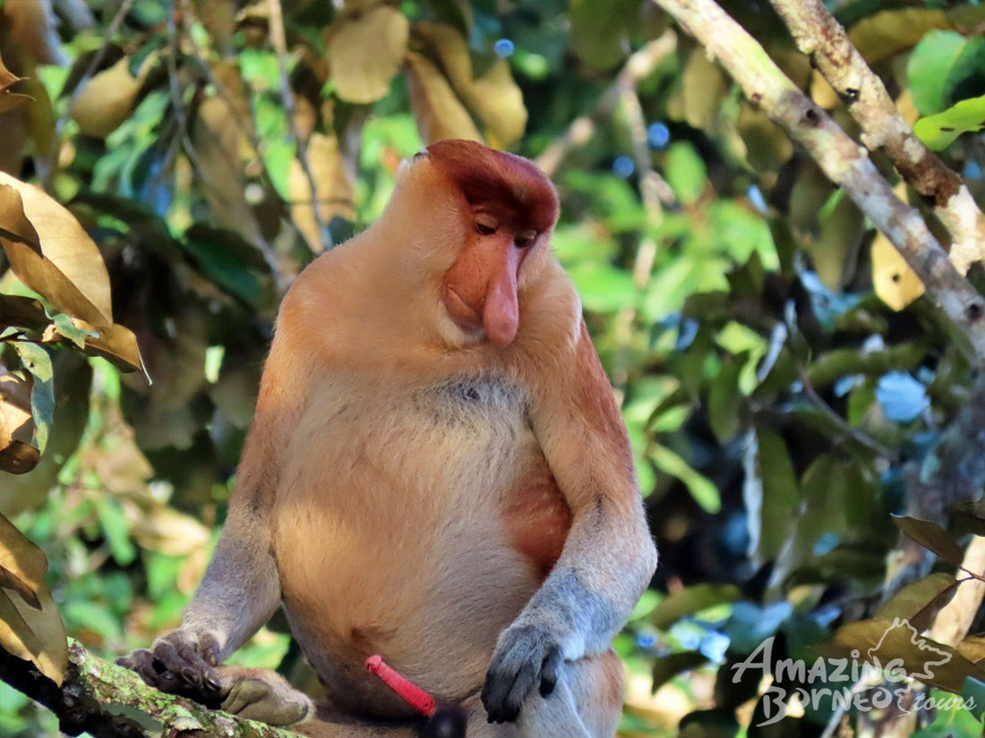 3D2N Danum Valley Field Centre