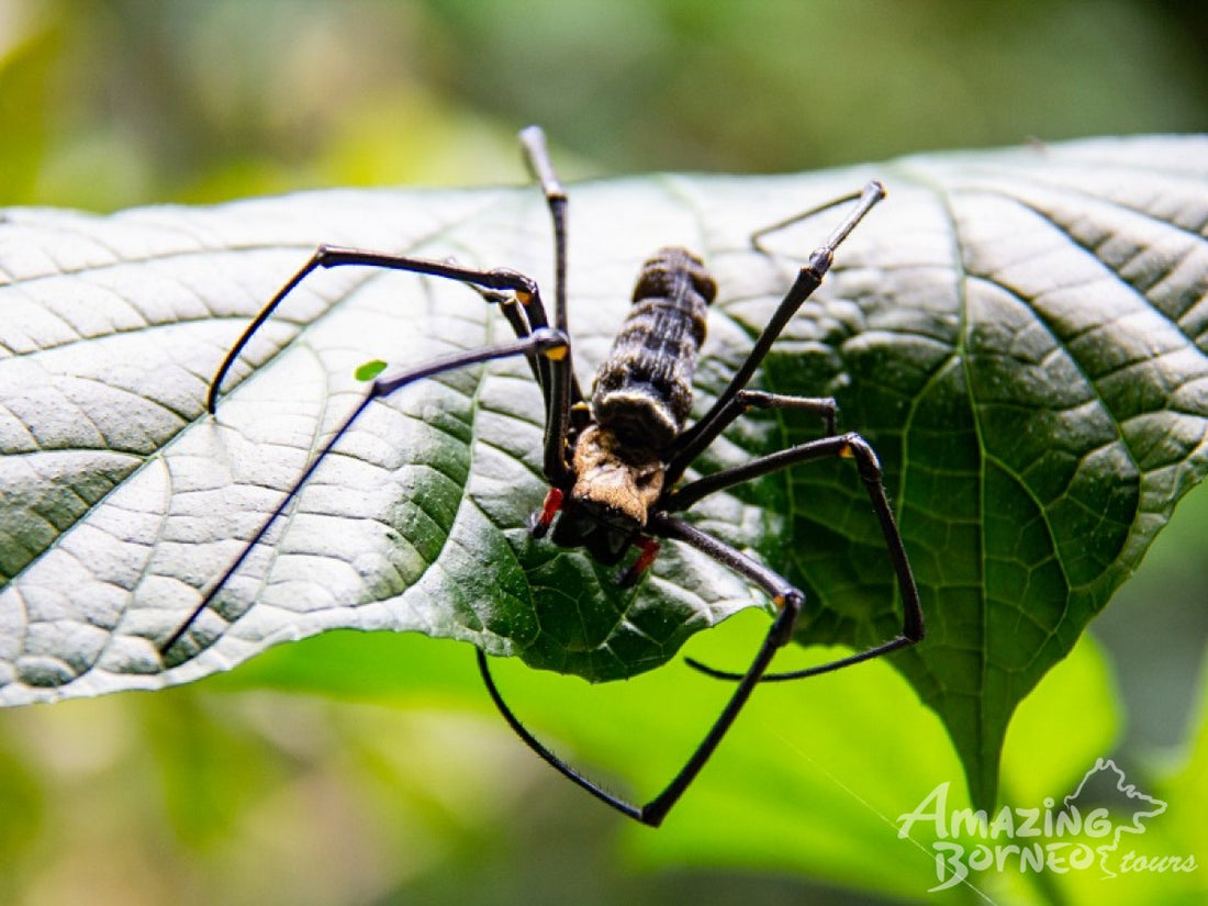 4D3N Borneo Rainforest Lodge & Blue Rings Reef – Danum Valley Discovery