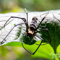 4D3N Borneo Rainforest Lodge & Blue Rings Reef – Danum Valley Discovery