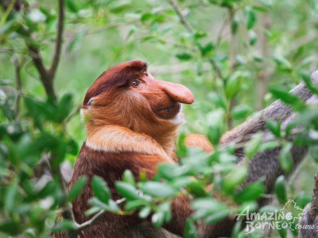 5D4N Danum Valley Field Centre – Nature Lover Experience (Budget)