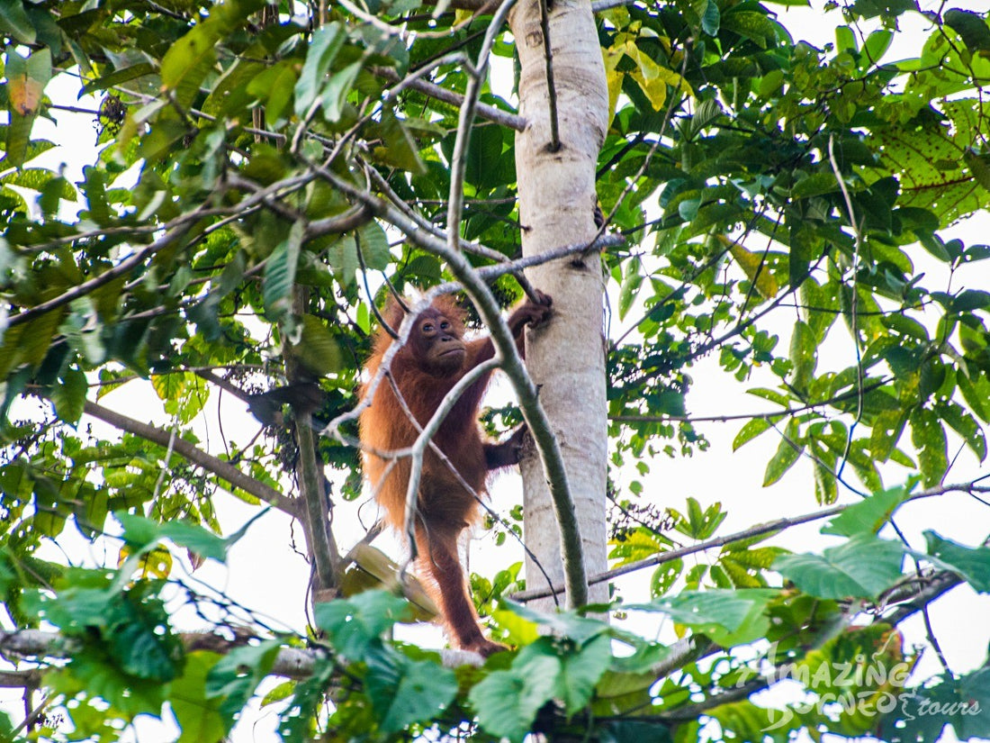 3D2N Danum Valley Field Centre