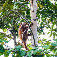 3D2N Danum Valley Field Centre