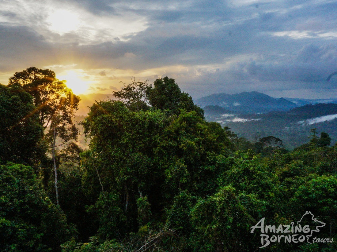 4D3N Danum Valley Wildlife Adventure with INFAPRO Reforestation Stay