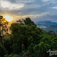 4D3N Danum Valley Wildlife Adventure with INFAPRO Reforestation Stay