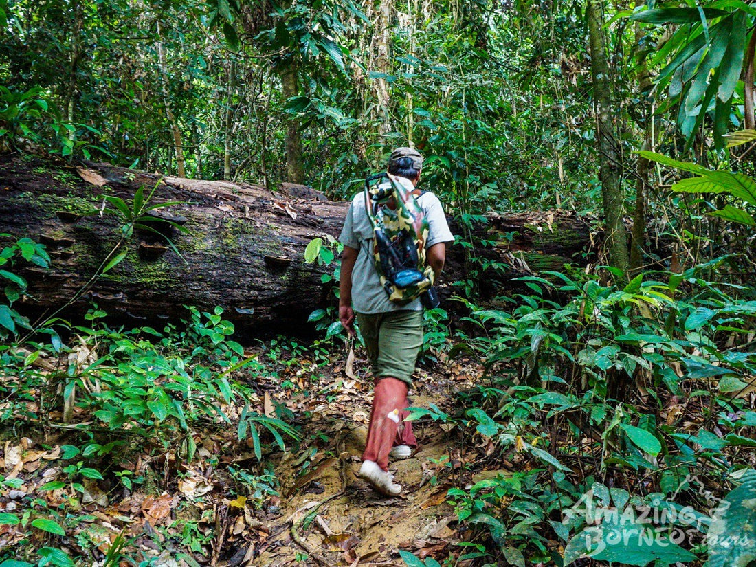 5D4N Danum Valley Birdwatching with INFAPRO Conservation Stay