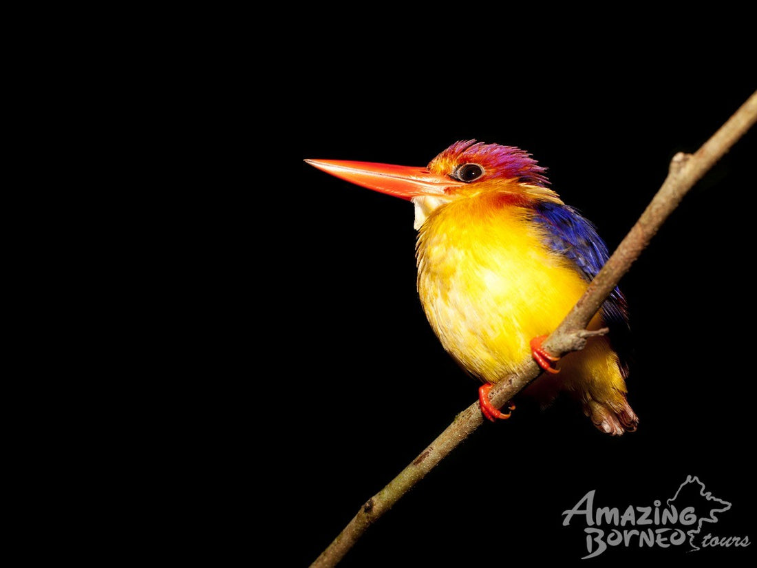 3D2N Danum Valley Expedition with INFAPRO Conservation Stay