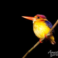 3D2N Danum Valley Expedition with INFAPRO Conservation Stay