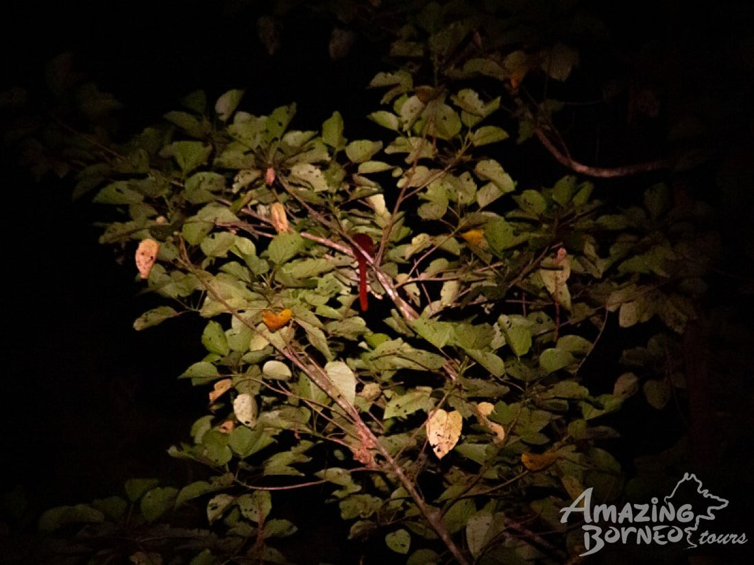 3D2N Borneo Rainforest Lodge Wellness Retreat