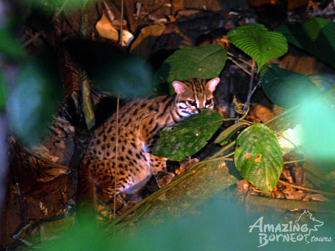 4D3N Danum Valley Wildlife Adventure with INFAPRO Reforestation Stay