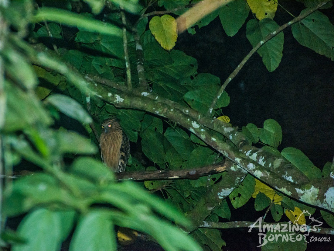 3D2N Danum Valley Field Centre