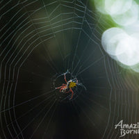 5D4N Danum Valley Expedition with INFAPRO Reforestation Stay