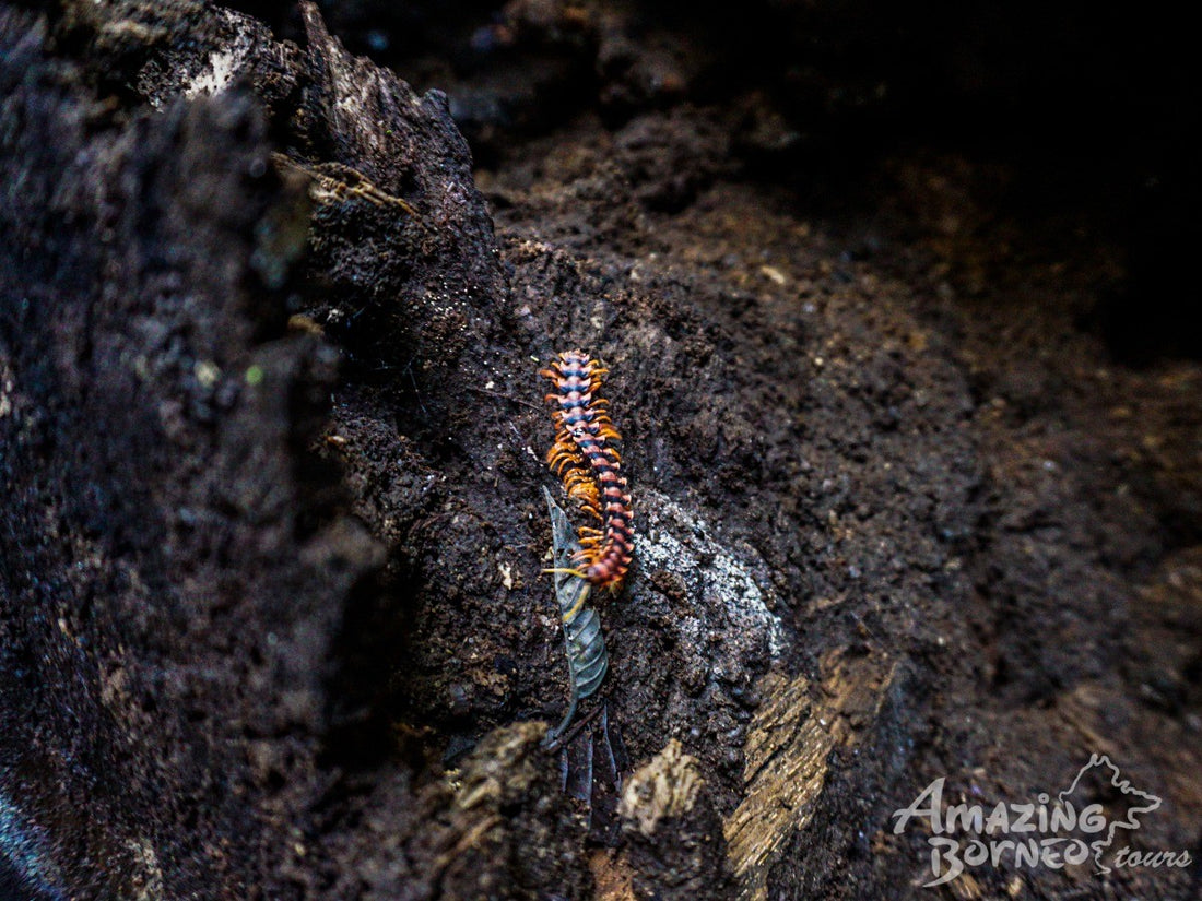 3D2N Danum Valley Expedition with INFAPRO Conservation Stay