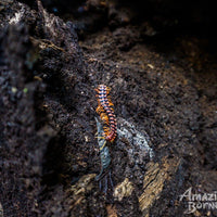 3D2N Danum Valley Expedition with INFAPRO Conservation Stay