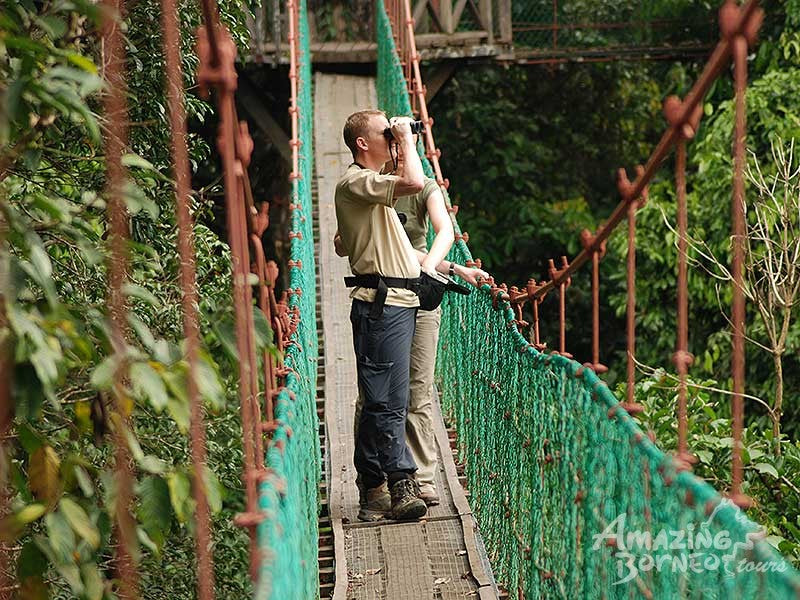 5D4N Borneo Rainforest Lodge & Blue Rings Reef – Danum Valley Immersion
