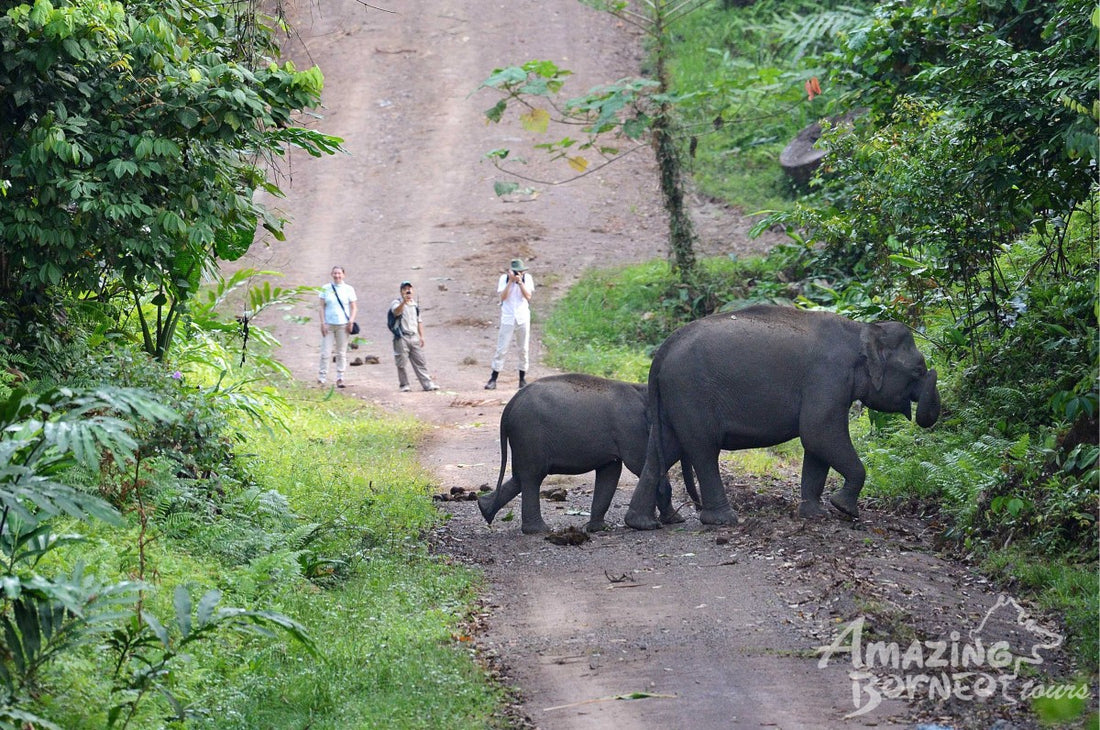 4D3N Blue Rings Reef & Borneo Rainforest Lodge – Danum Valley Discovery
