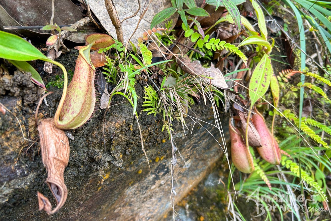 5D4N Borneo Rainforest Lodge & Blue Rings Reef – Danum Valley Immersion