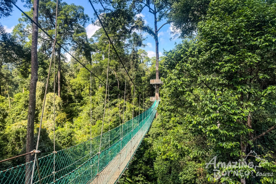 3D2N Blue Rings Reef & Borneo Rainforest Lodge – Danum Valley Eco-Adventure