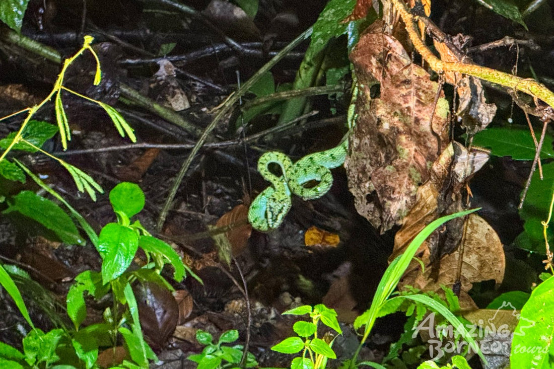 5D4N Borneo Rainforest Lodge & Blue Rings Reef – Danum Valley Immersion