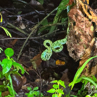 5D4N Borneo Rainforest Lodge & Blue Rings Reef – Danum Valley Immersion