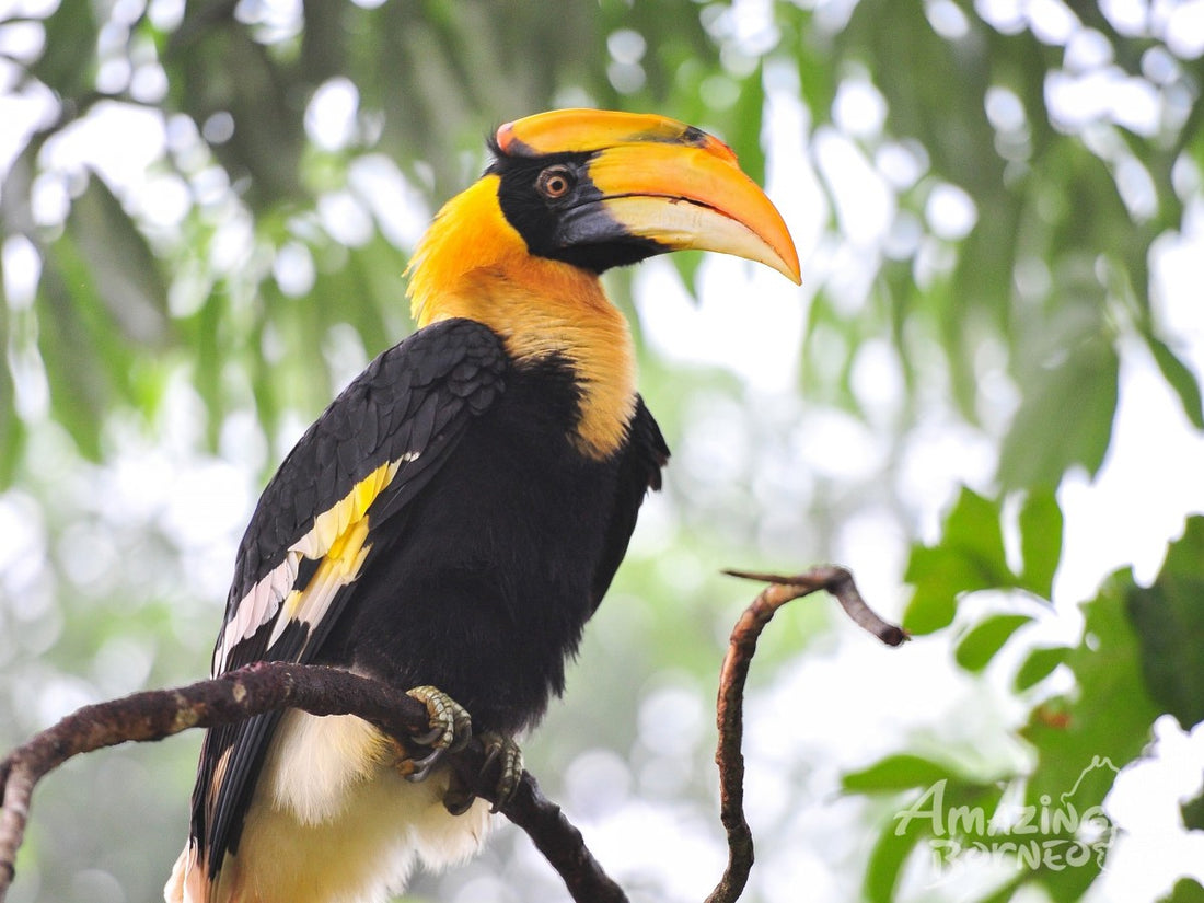 5D4N Danum Valley Birdwatching with INFAPRO Conservation Stay