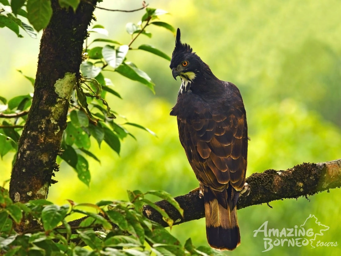 5D4N Danum Valley Birdwatching with INFAPRO Conservation Stay