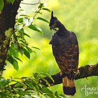5D4N Danum Valley Birdwatching with INFAPRO Conservation Stay