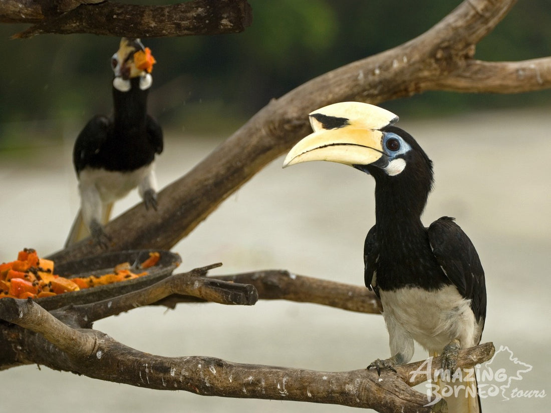 5D4N Wings & Wonder: Bird Watching Tour at Danum Valley Field Centre