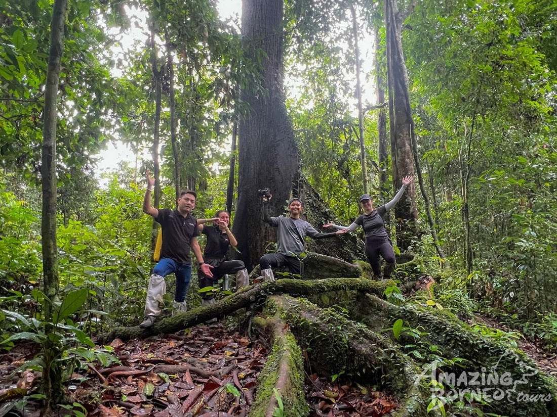 5D4N Danum Valley Expedition with INFAPRO Reforestation Stay