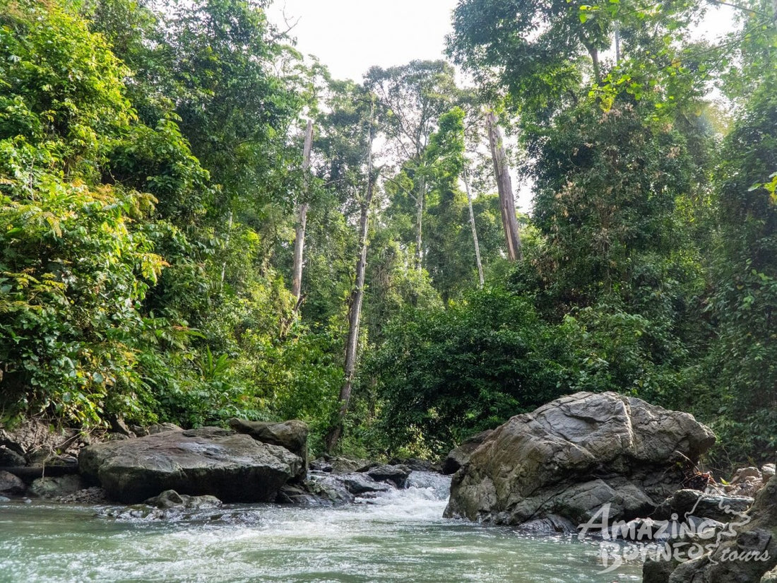 4D3N Danum Valley Wildlife Adventure with INFAPRO Reforestation Stay