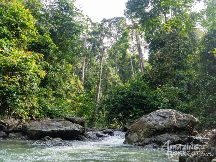4D3N Danum Valley Wildlife Adventure with INFAPRO Reforestation Stay