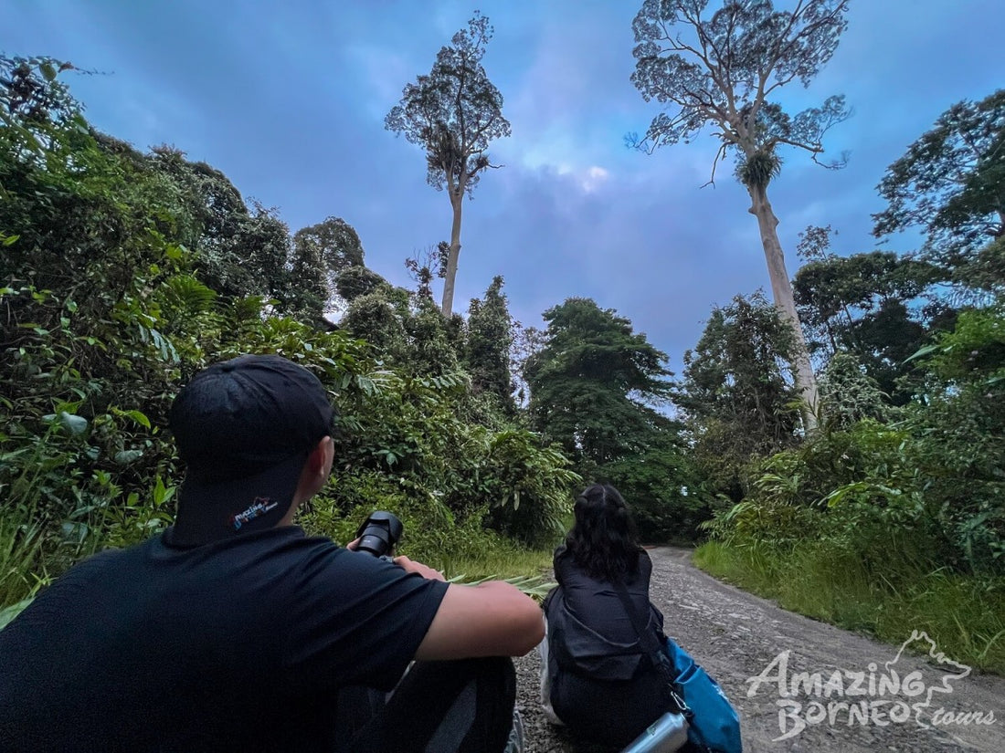 5D4N Wings & Wonder: Bird Watching Tour at Danum Valley Field Centre